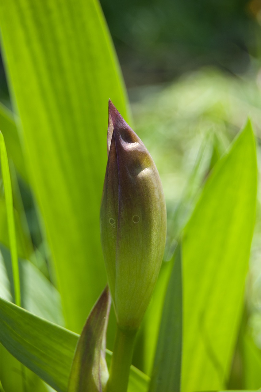 Iris Lapai,  Irisas,  Palieka Žaliai,  Lapų Fonas,  Budas,  Gėlė,  Žalumynai, Nemokamos Nuotraukos,  Nemokama Licenzija