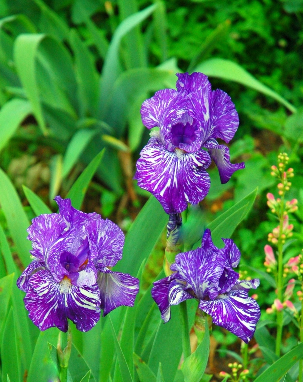 Irisas, Gėlė, Violetinė, Augalas, Nemokamos Nuotraukos,  Nemokama Licenzija