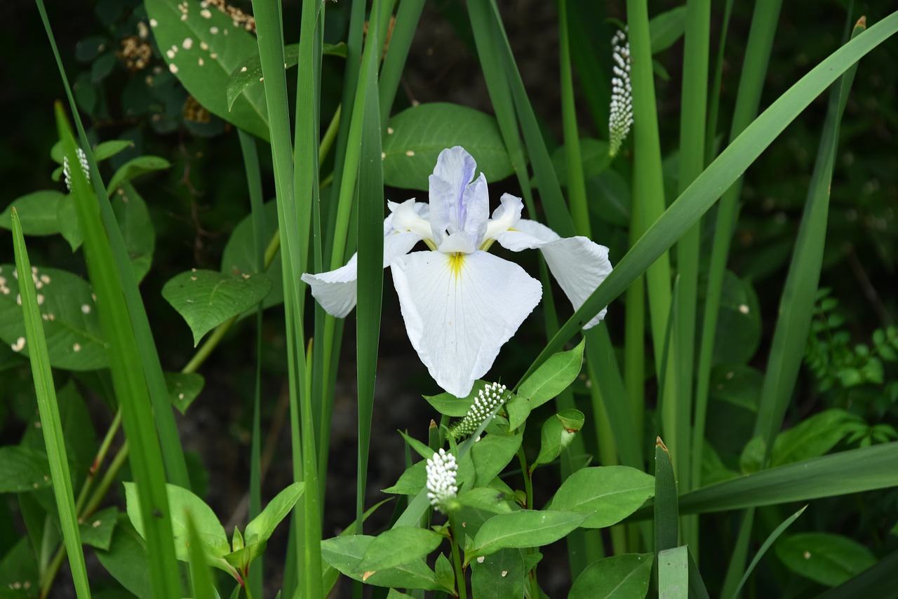 Irisas, Baltos Gėlės, Iris Tipo, Nemokamos Nuotraukos,  Nemokama Licenzija