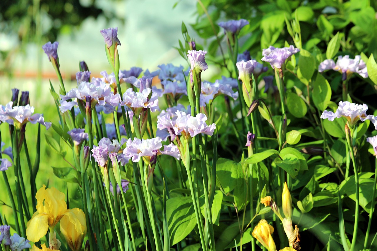 Vilkdalgių,  Gėlės,  Spyruokliniai Žiedai,  Gražu,  Pobūdį,  Sodo Gėlės,  Sodas,  Gražios Gėlės,  Žydi,  Iris Garden