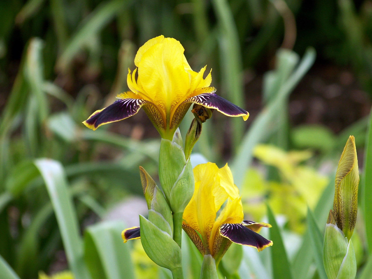 Iris,  Violetinė,  Geltona,  Gėlė,  Pavasaris,  Irozės, Nemokamos Nuotraukos,  Nemokama Licenzija