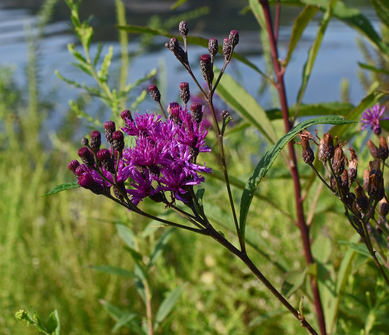 Ironweed, Gėlė, Žiedas, Žydėti, Augalas, Vasara, Gamta, Violetinė, Raudona, Spalvinga