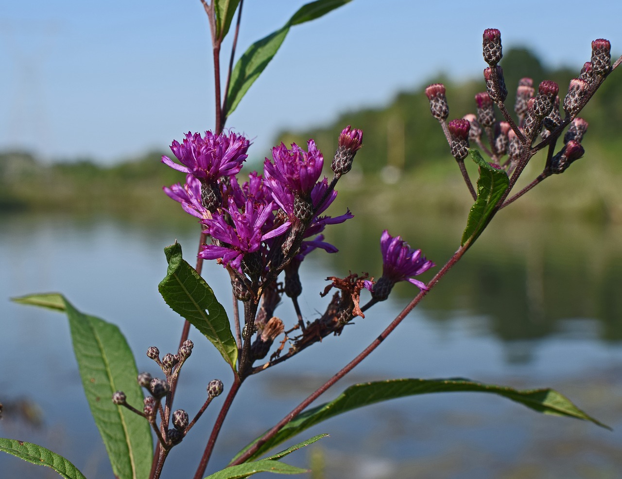 Ironweed, Gėlė, Žiedas, Žydėti, Augalas, Vasara, Gamta, Violetinė, Raudona, Spalvinga