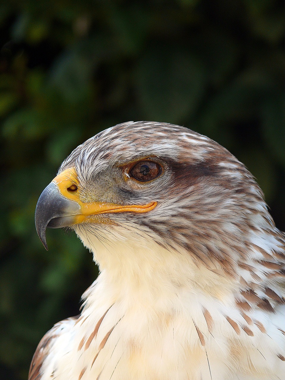 Yra Paukščio Plunksnos, Lydyti, Adler, Akis, Bachas, Kalnas, Grobis, Pilis, Pelėdos, Falcon