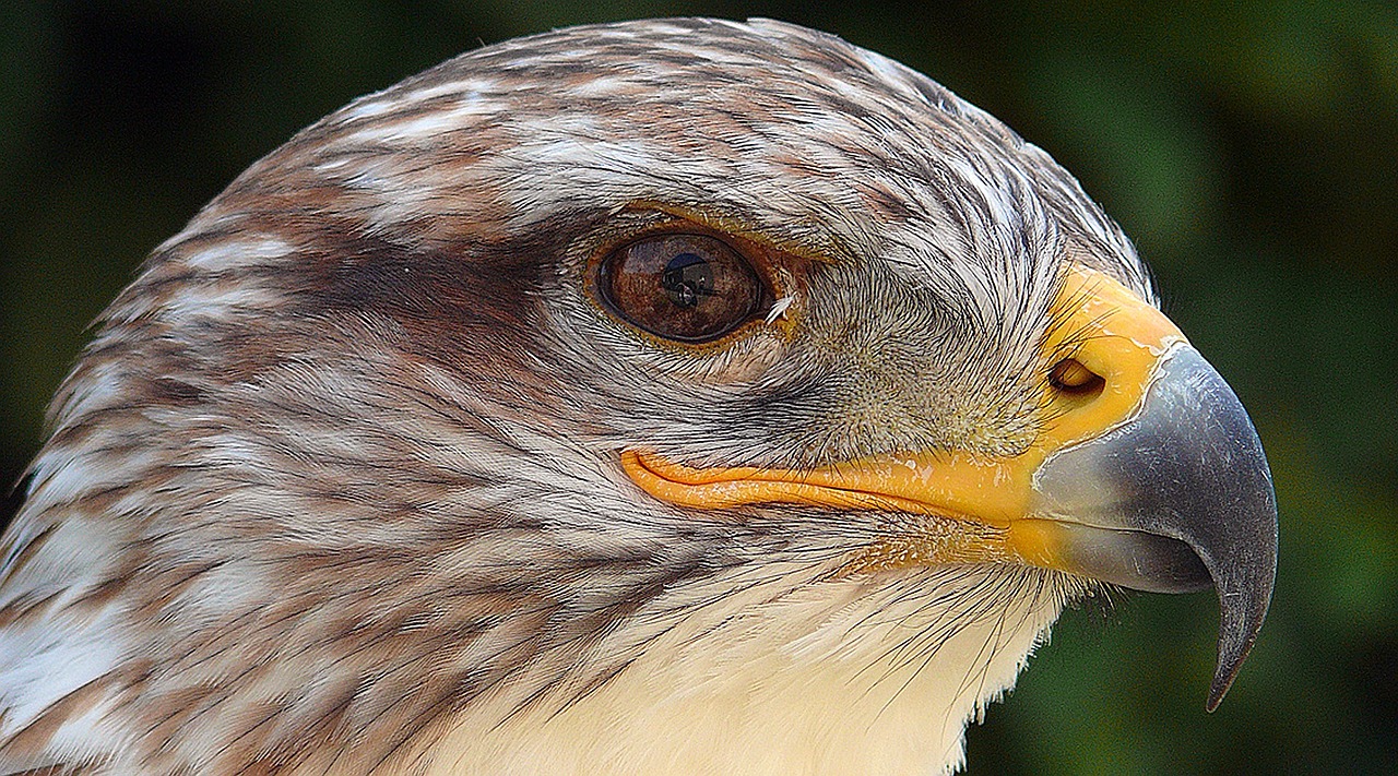 Yra Paukščio Plunksnos, Lydyti, Adler, Akis, Bachas, Kalnas, Grobis, Pilis, Pelėdos, Falcon