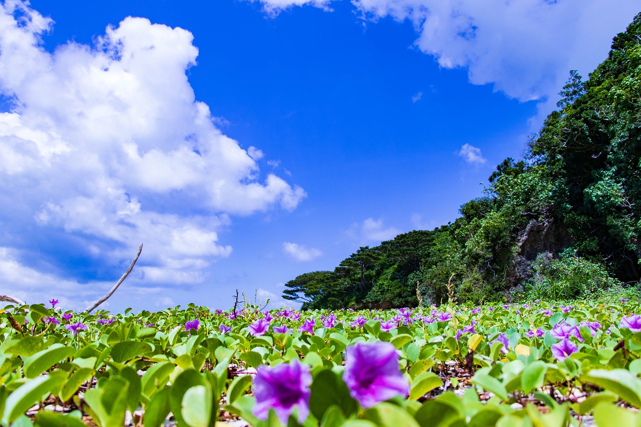 Ishigaki,  Okinawa,  Jūra,  Kraštovaizdis,  Vasara,  Pajūrio,  Pakrantės,  Gėlės,  Pietų Šalyse,  Japonija