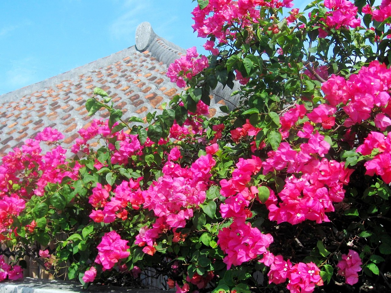 Ishigaki Sala, Bugenvilija, Mėlynas Dangus, Okinawa, Blizgučiai, Stogas, Plytelės, Raudona, Žalias, Nemokamos Nuotraukos