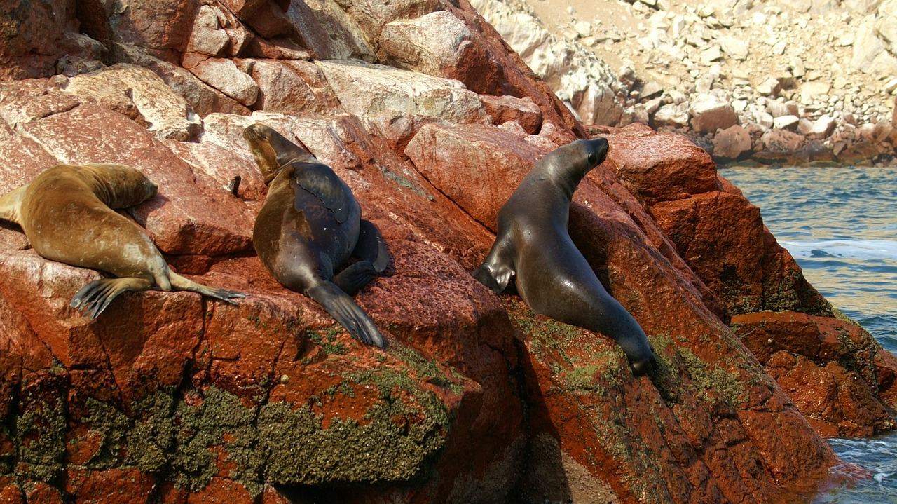 Salos, Ballestas, Peru, Nemokamos Nuotraukos,  Nemokama Licenzija