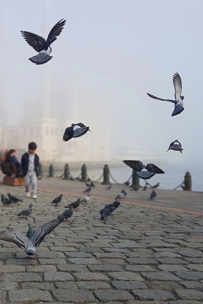 Istanbulas, Balandžiai, Mečetė, Ortakoy, Fosforas, Gatvė, Miestas, Balandis, Turistai, Kvadratas