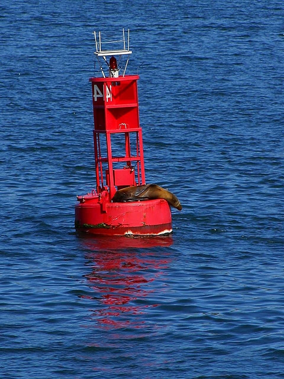 Tai, Antspaudas, Įlanka, San Diego, Bouy, Nemokamos Nuotraukos,  Nemokama Licenzija