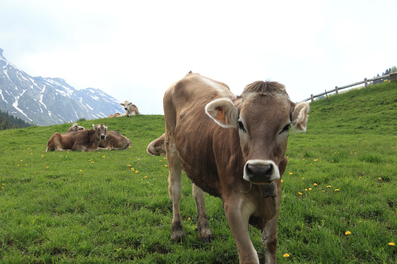 Italy, Karvė, Kalnas, Ganykla, Cowbell, Gyvuliai, Kraštovaizdis, Nemokamos Nuotraukos,  Nemokama Licenzija