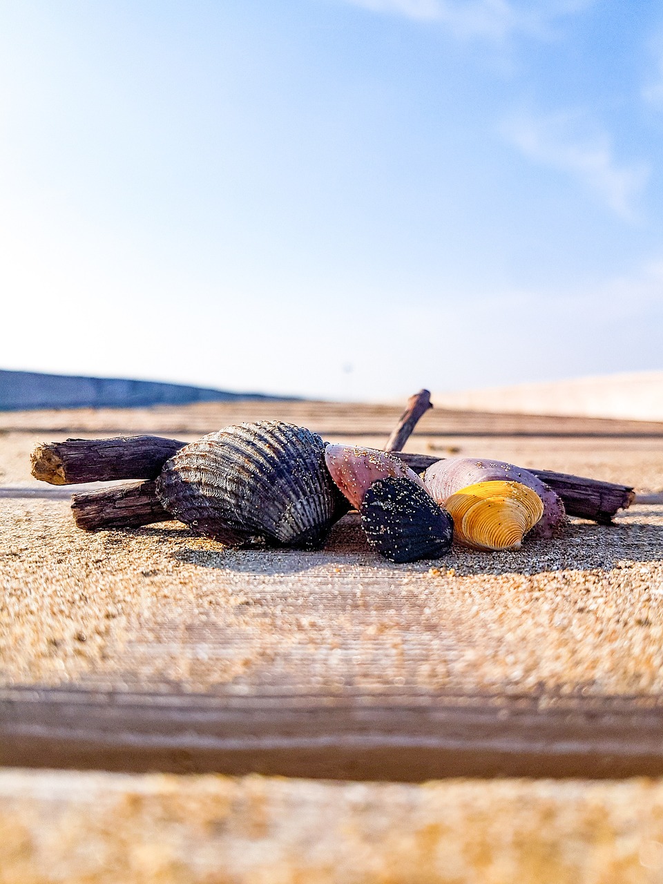 Italy, Papludimys, Midijos, Nemokamos Nuotraukos,  Nemokama Licenzija