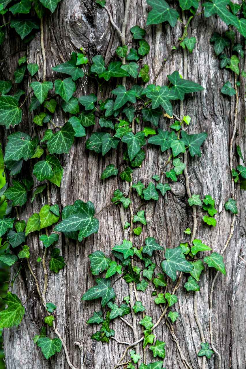 Ivy Augalas, Creeper, Sodas, Žievė, Medis, Bagažinė, Natūralus, Flora, Vynmedis, Botanika