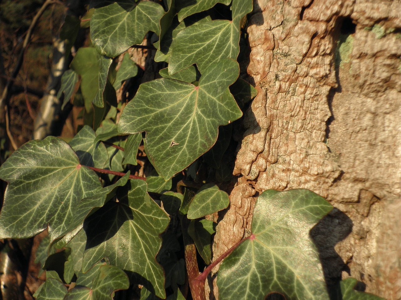 Ivy Alpinistas, Senoji Paprastoji Žievė, Paprastoji Gebenė, Įsikabinti, Žievė, Žalias, Lapai, Augalas, Gamta, Uždaryti