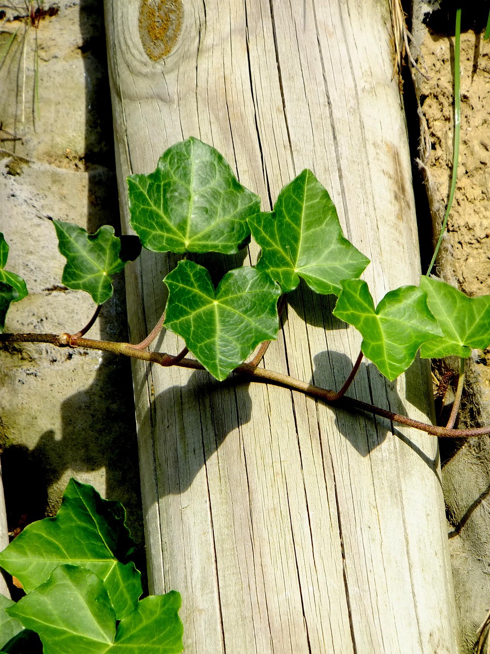 Ivy Vedben, Augalas, Creeper, Laipiojimo Augalas, Makro, Lapai, Natūralus, Žalias, Nemokamos Nuotraukos,  Nemokama Licenzija