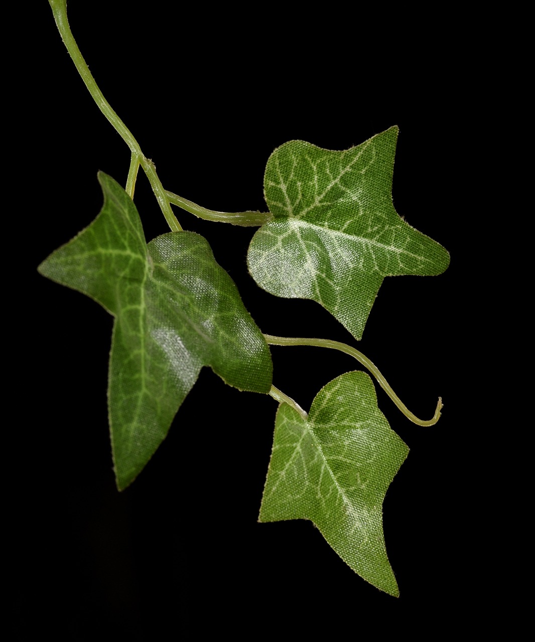 Ivy Alpinistas, Lapai, Nemokamos Nuotraukos,  Nemokama Licenzija