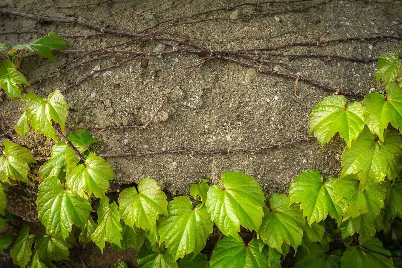 Ivy Vynmedis, Lapai, Augalai, Hwalyeob, Gamta, Damme, Siena, Pilka, Žalias, Abstraktus