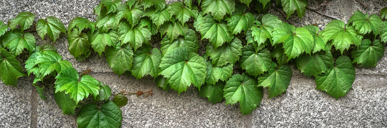 Ivy Vynmedis, Lapai, Augalai, Hwalyeob, Gamta, Damme, Siena, Pilka, Žalias, Abstraktus