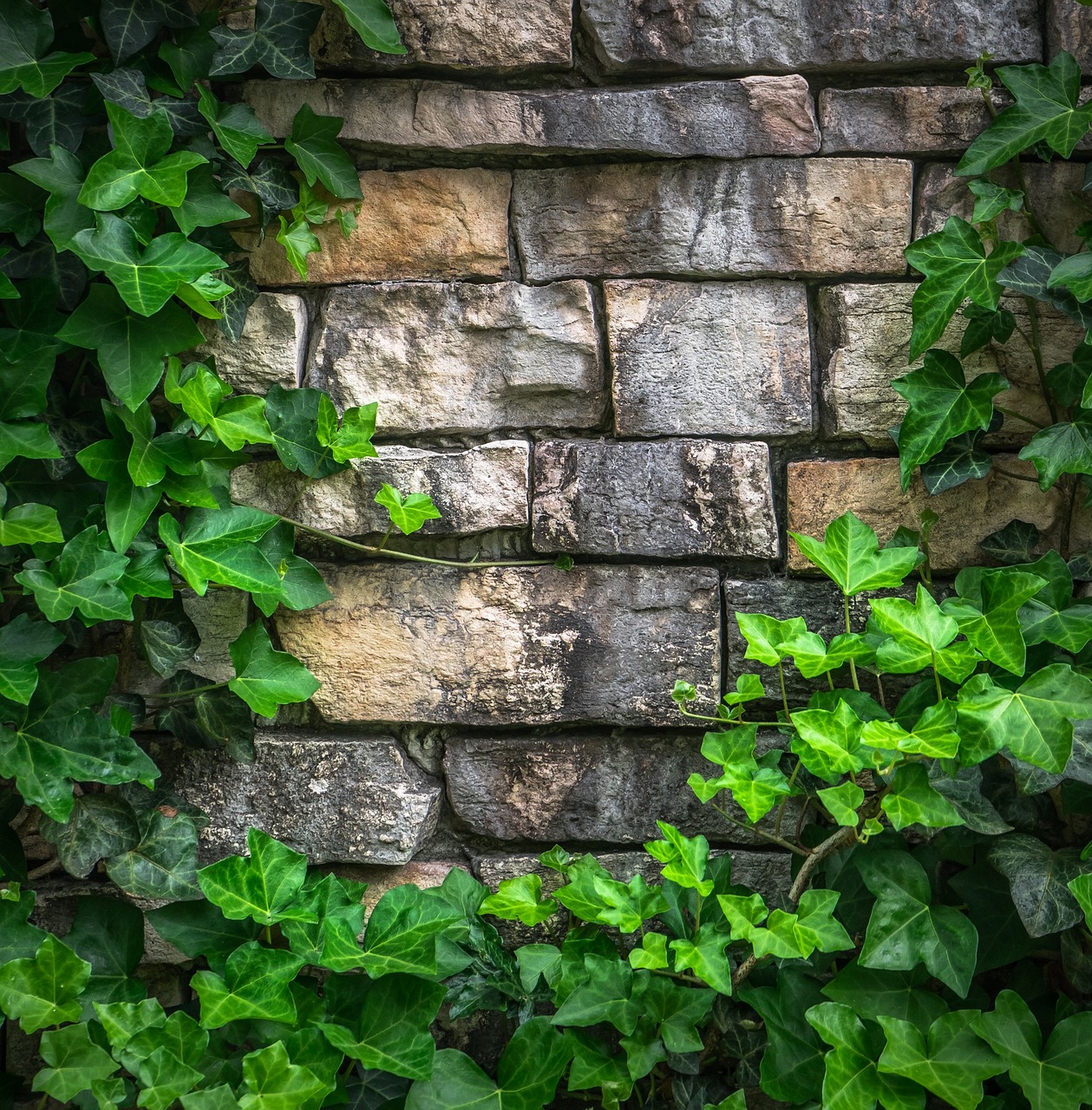 Ivy Vynmedis, Lapai, Augalai, Hwalyeob, Gamta, Damme, Siena, Pilka, Žalias, Abstraktus