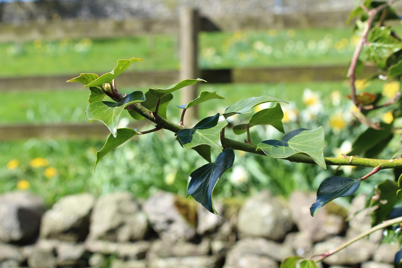 Ivy Medis Ivy Lapija, Žalias, Lapai, Visžalis, Gamta, Lapai, Siena, Lauke, Augalas, Natūralus