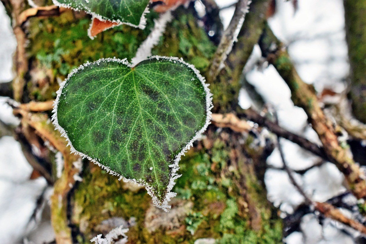 Ivy Širdis, Žiema, Lojalumas, Auskaras, Šaltas, Nemokamos Nuotraukos,  Nemokama Licenzija