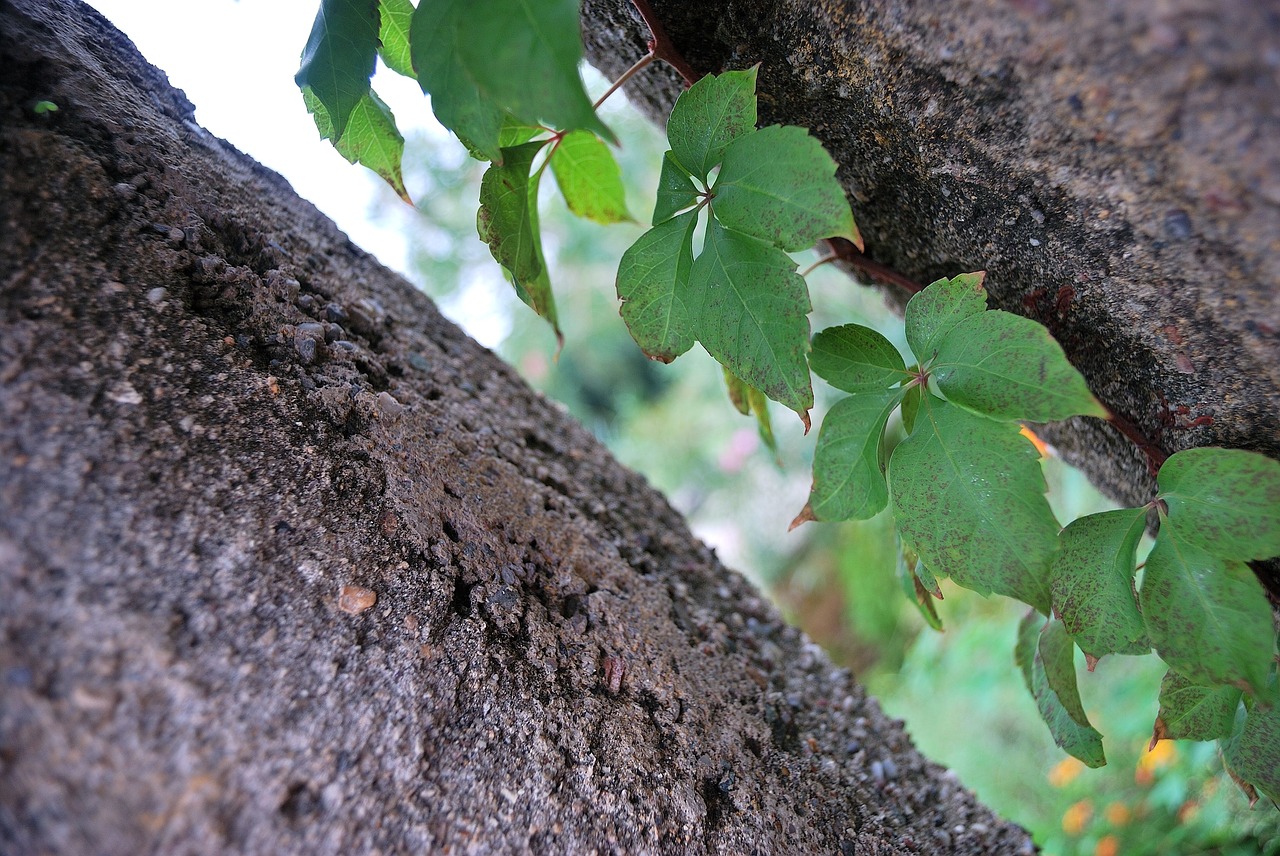 Ivy Augalas, Creeper, Nemokamos Nuotraukos,  Nemokama Licenzija