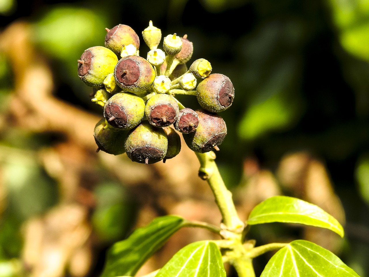 Ivy Augalas, Gamta, Vaisiai, Uogos, Nemokamos Nuotraukos,  Nemokama Licenzija