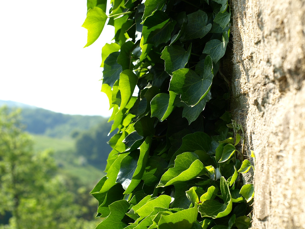 Ivy Alpinistas, Siena, Užaugo, Natūralus Akmuo, Nemokamos Nuotraukos,  Nemokama Licenzija