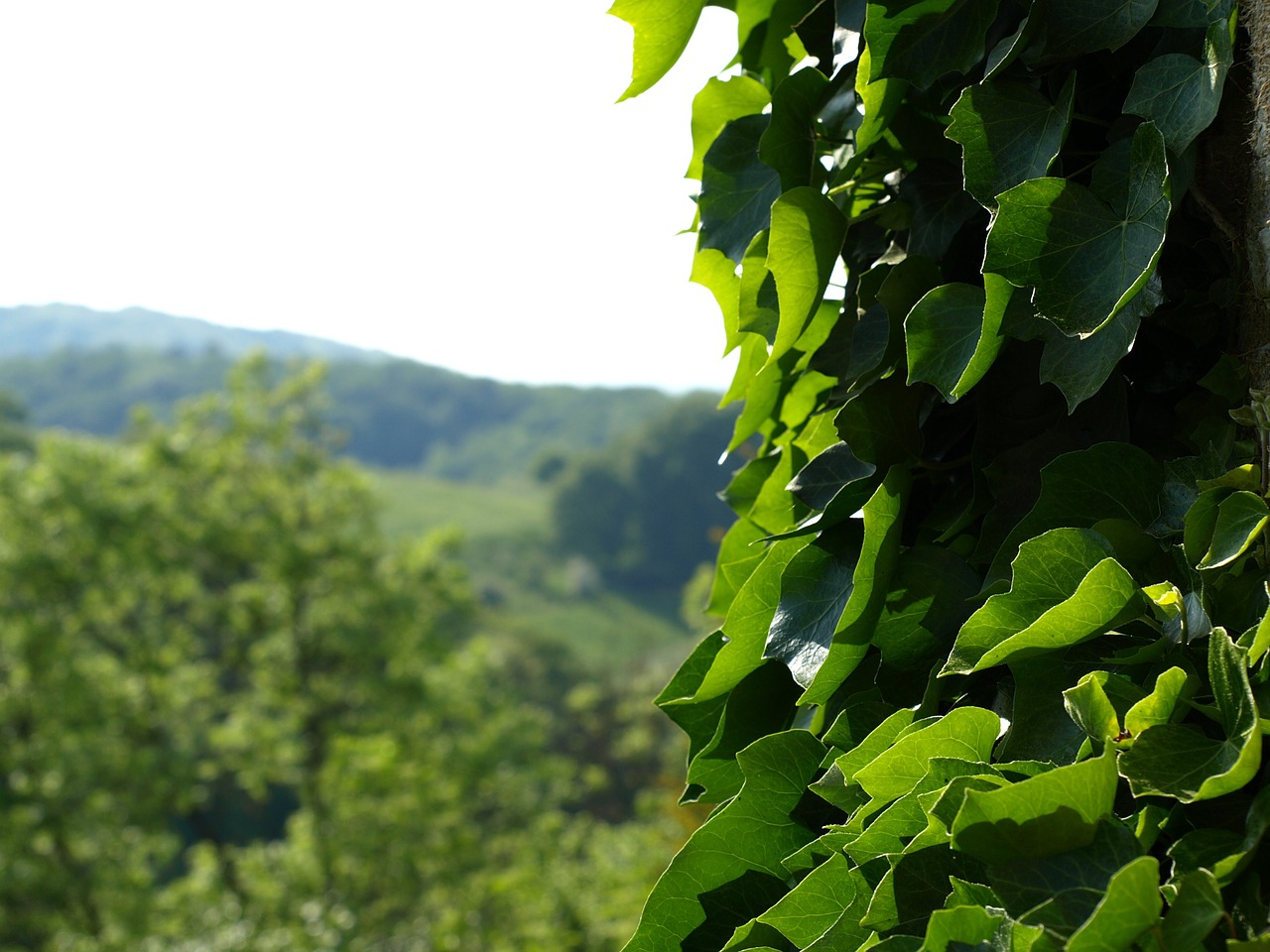 Ivy Efeuranke, Alpinistas, Žalias, Hedera, Įsikabinti, Nemokamos Nuotraukos,  Nemokama Licenzija