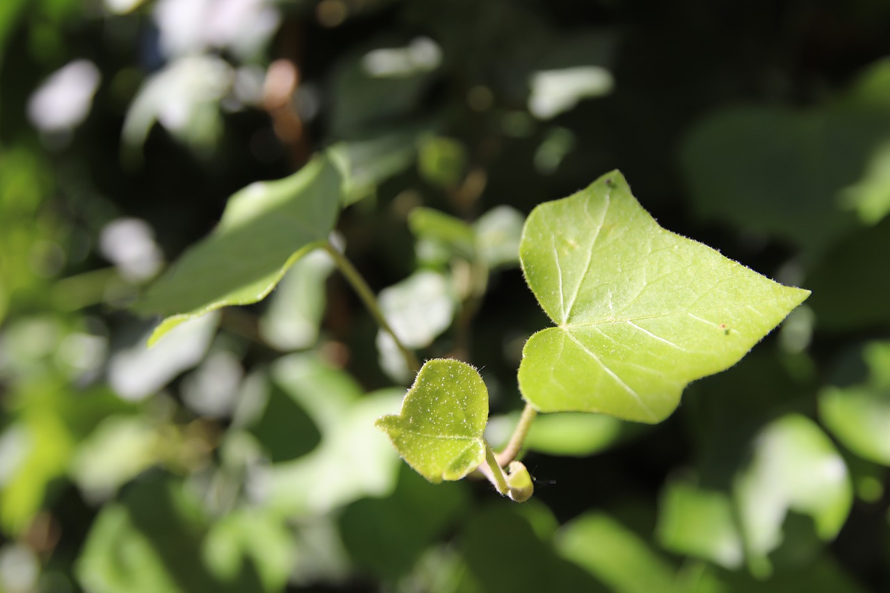 Ivy,  Iš Arti,  Saulės,  Augalų,  Lapai,  Garbėtroška Augalų,  Pobūdį,  Gebenės Lapų,  Bendroji Gebenė,  Catawbiense