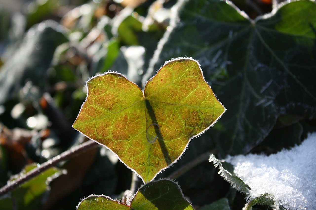 Ivy Sniegas, Šaltis, Lapai, Žiema, Bodnar, Eiskristalio, Augalas, Sušaldyta, Uždaryti, Gamta