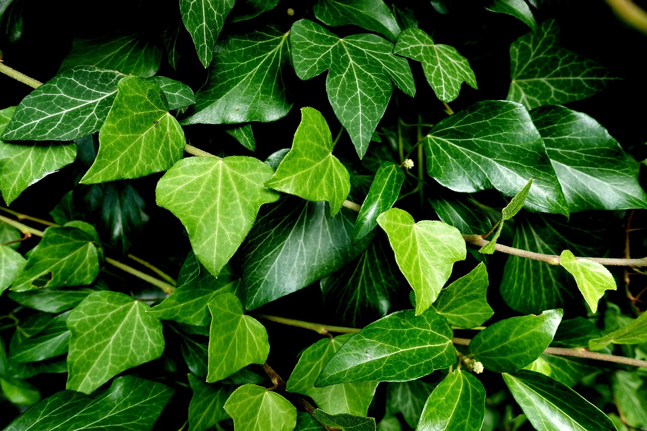 Ivy,  Augalų,  Sodas,  Pobūdį,  Žalias,  Alpinistas Augalų, Nemokamos Nuotraukos,  Nemokama Licenzija