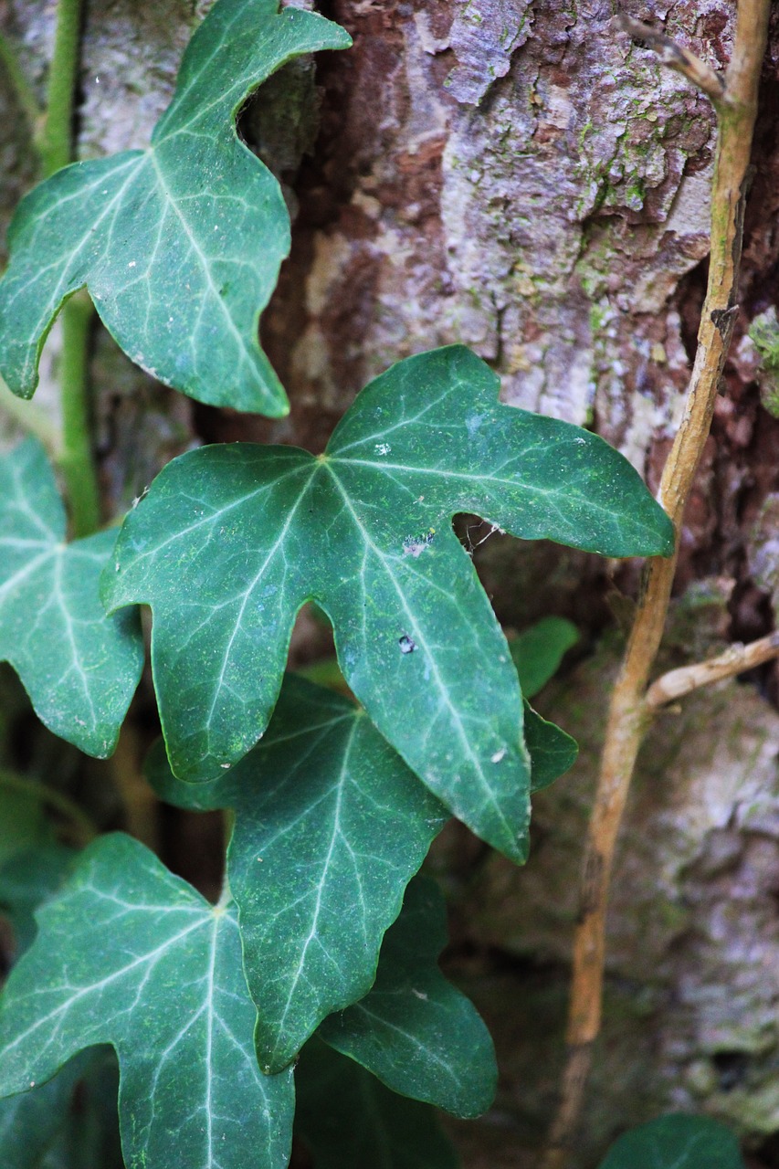 Ivy,  Lapai,  Pobūdį,  Augalų,  Garbėtroška Augalų,  Gebenės Lapų,  Žievė, Nemokamos Nuotraukos,  Nemokama Licenzija