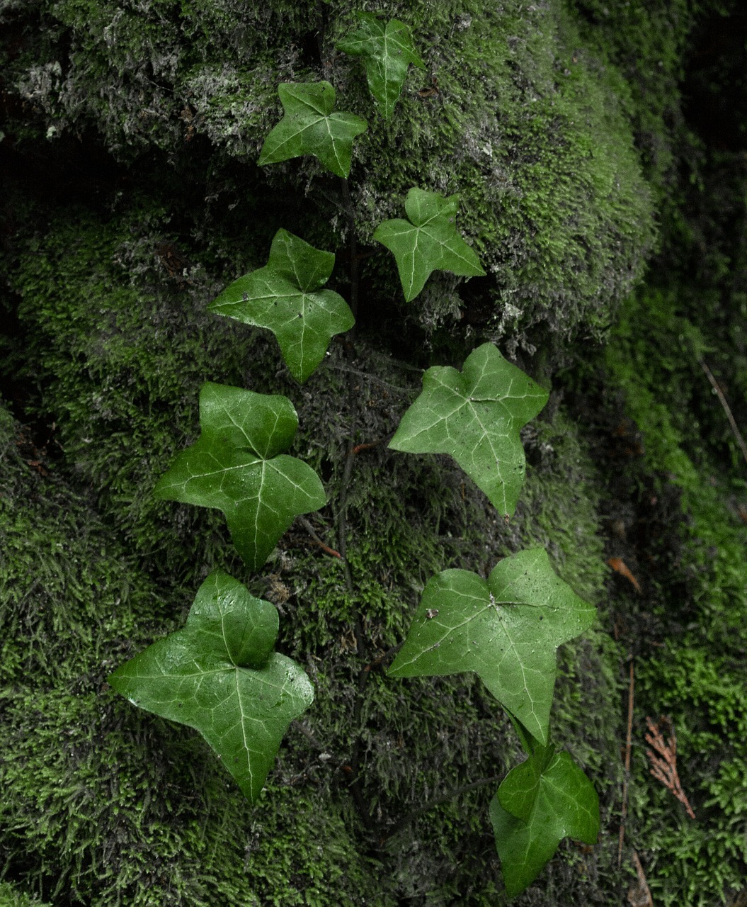 Ivy Žalias, Gamta, Augalas, Lapai, Natūralus, Lapai, Auga, Nemokamos Nuotraukos,  Nemokama Licenzija