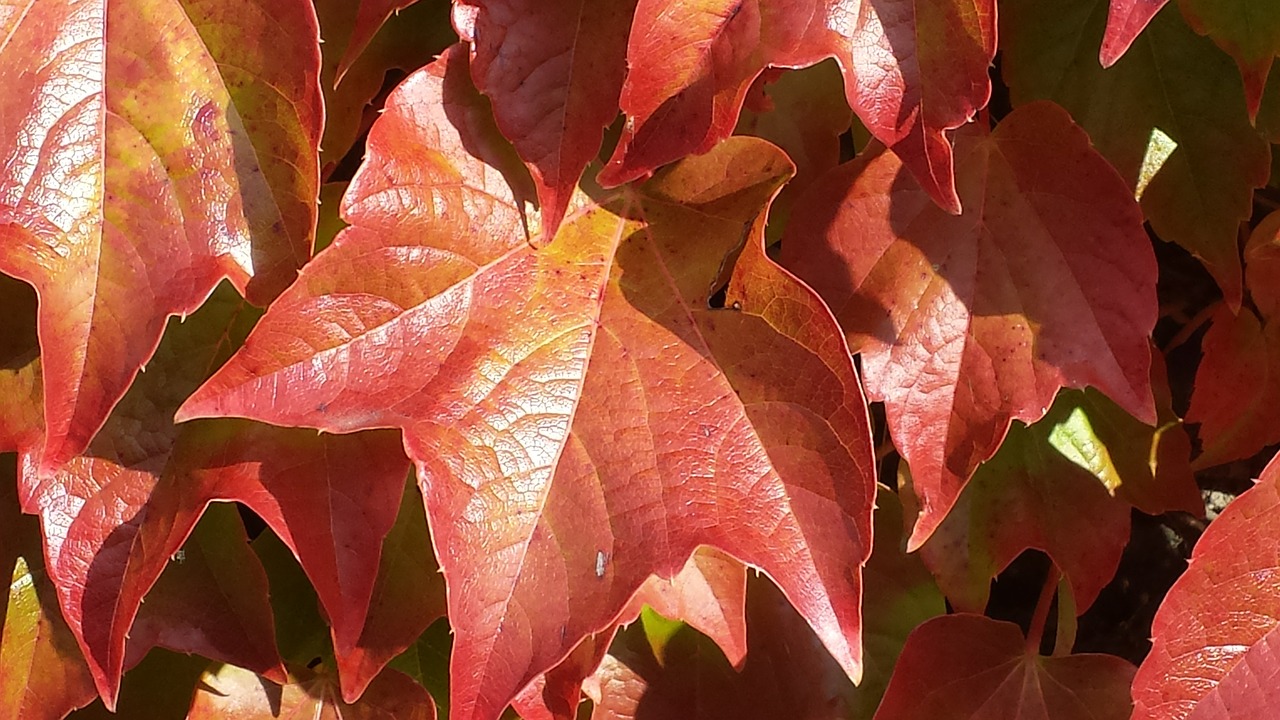 Ivy Rudens Spalvos, Ruduo, Kritimo Spalva, Lapai, Kritimo Lapai, Dažymas, Lapų Dažymas, Kritimo Lapija, Nemokamos Nuotraukos,  Nemokama Licenzija