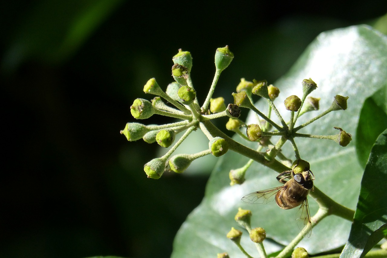 Ivy Žiedas, Žydėti, Hedera Spiralė, Efeublüte, Ruduo, Bičių, Vabzdys, Gamta, Augalas, Natūropatas