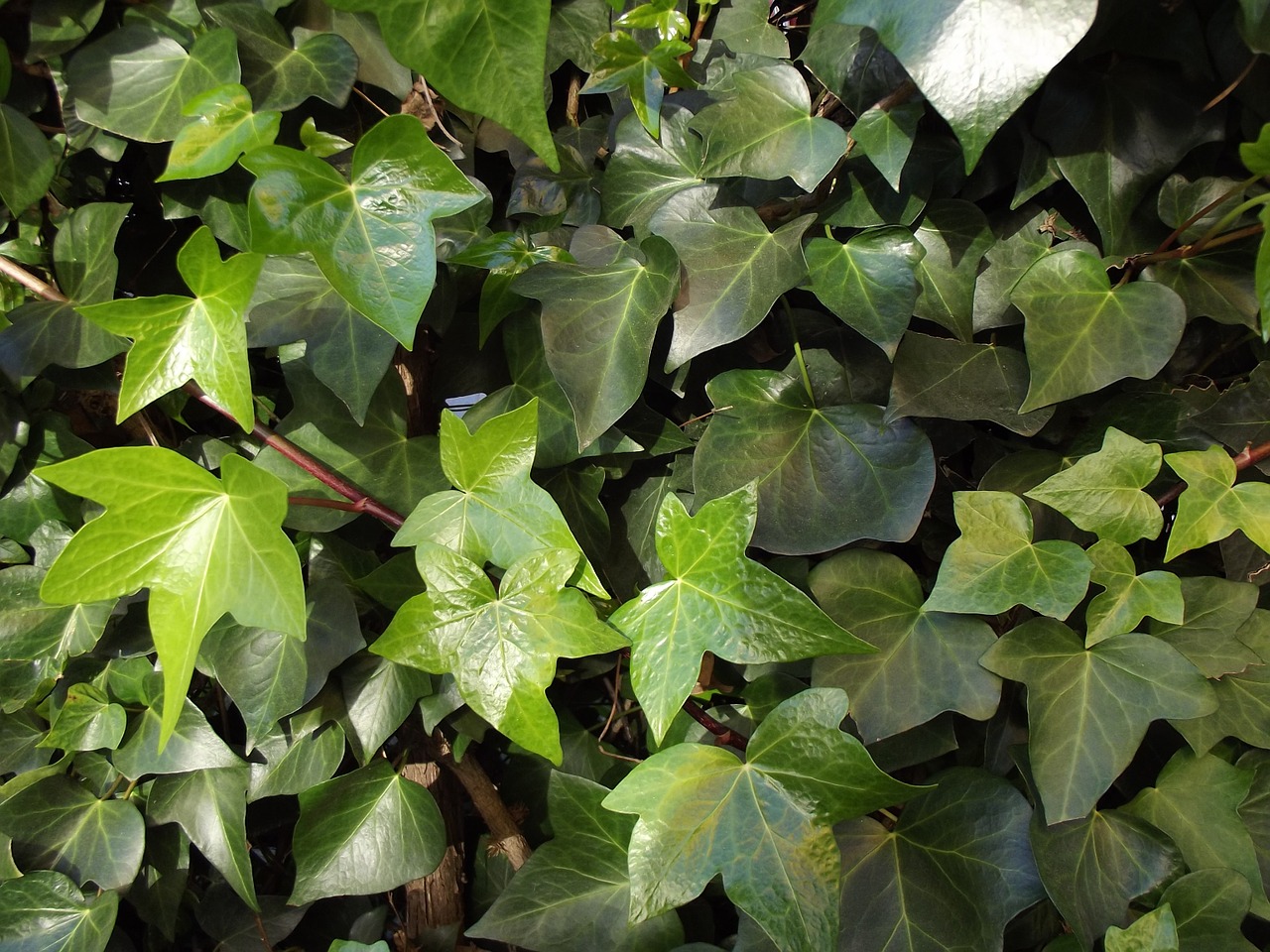 Ivy Ivy Lapai, Alpinistas, Hedera Spiralė, Nemokamos Nuotraukos,  Nemokama Licenzija