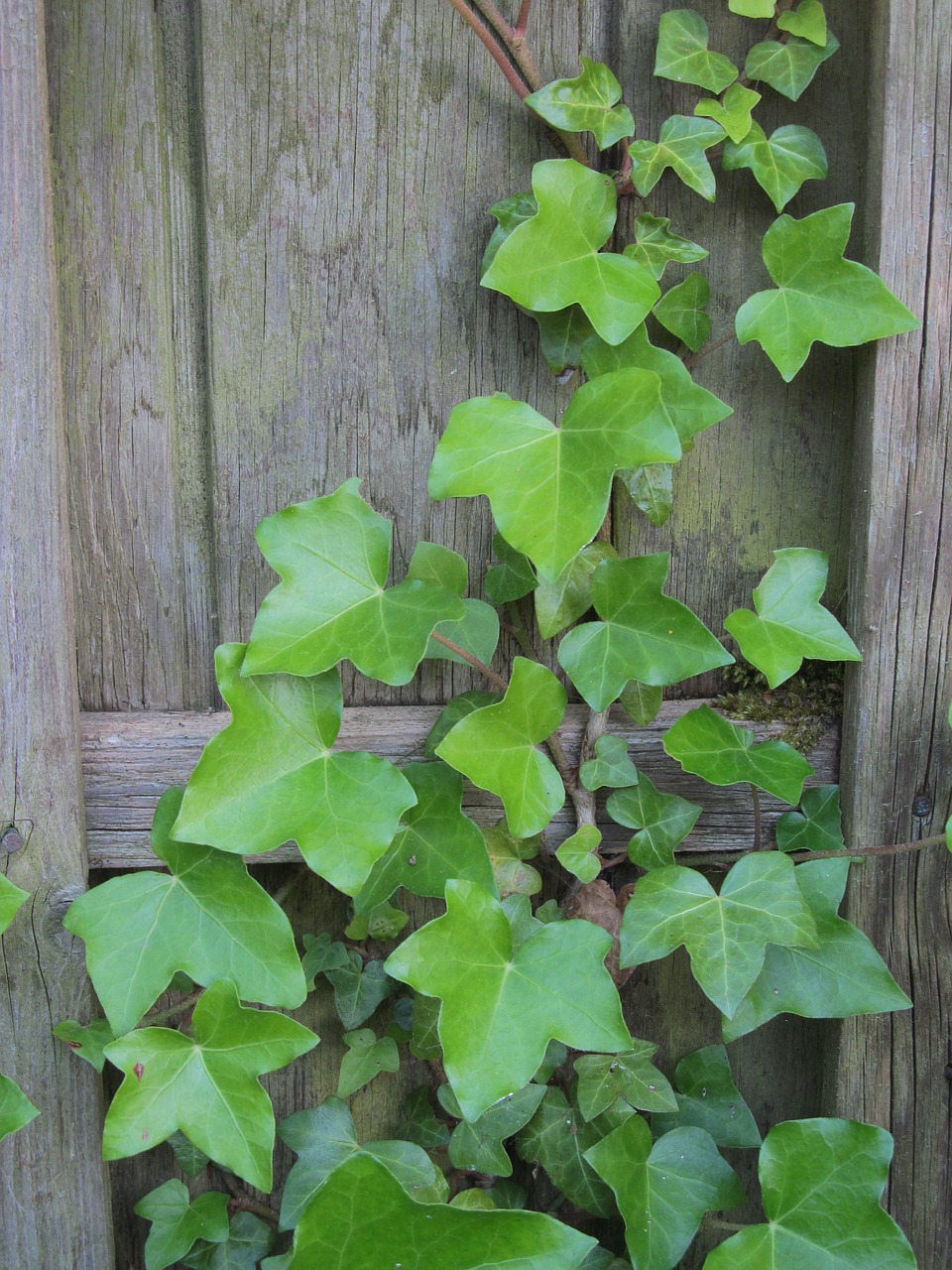 Ivy Siena, Alpinistas, Efeuranke, Rank, Įsikabinti, Gamta, Lapai, Ivy Lapai, Sienų Plokštės, Mediena