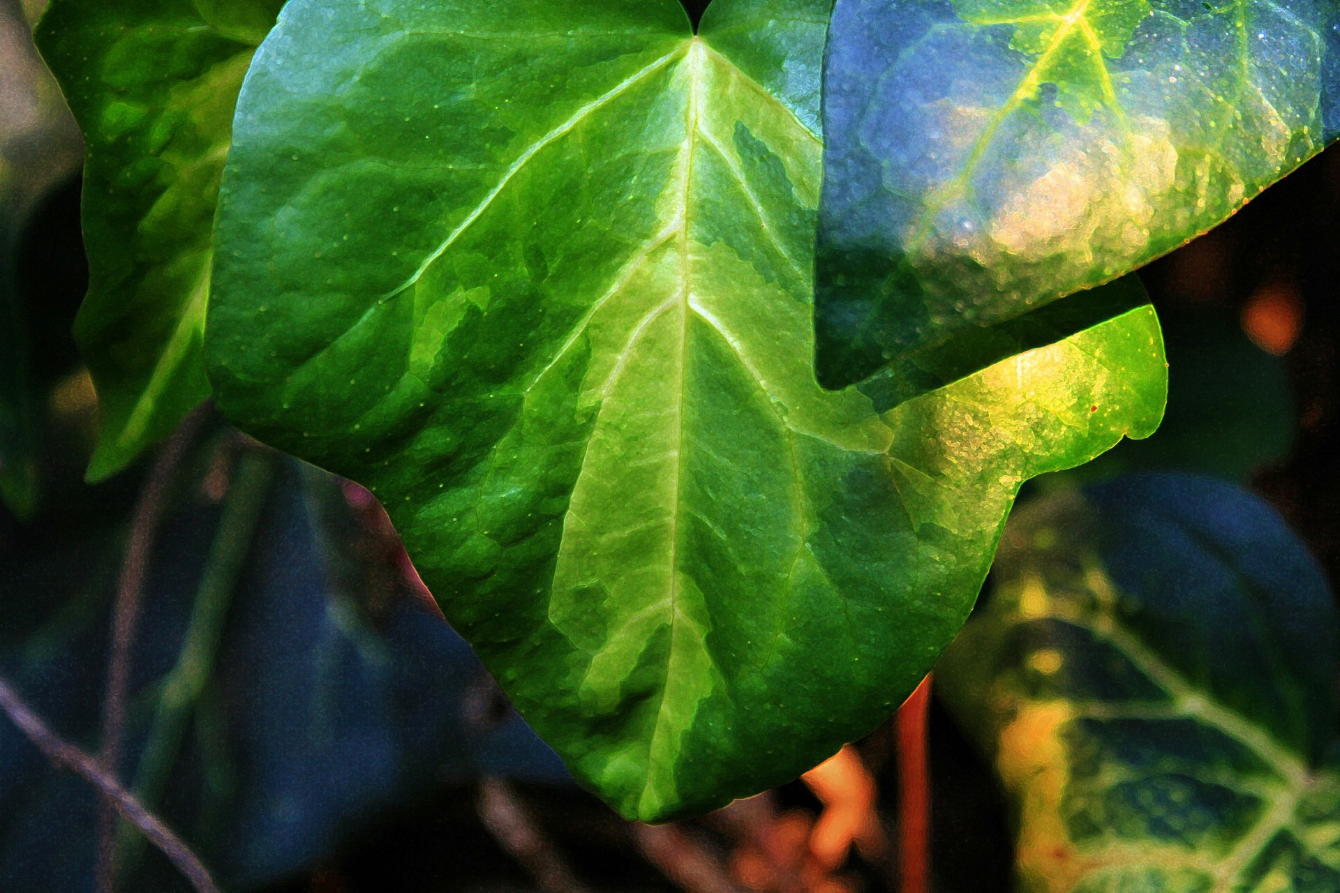 Lapai,  Ivy Žalias,  Blizgantis,  Veined,  Pažymėtas,  Ivy Lapas Su Venomis, Nemokamos Nuotraukos,  Nemokama Licenzija