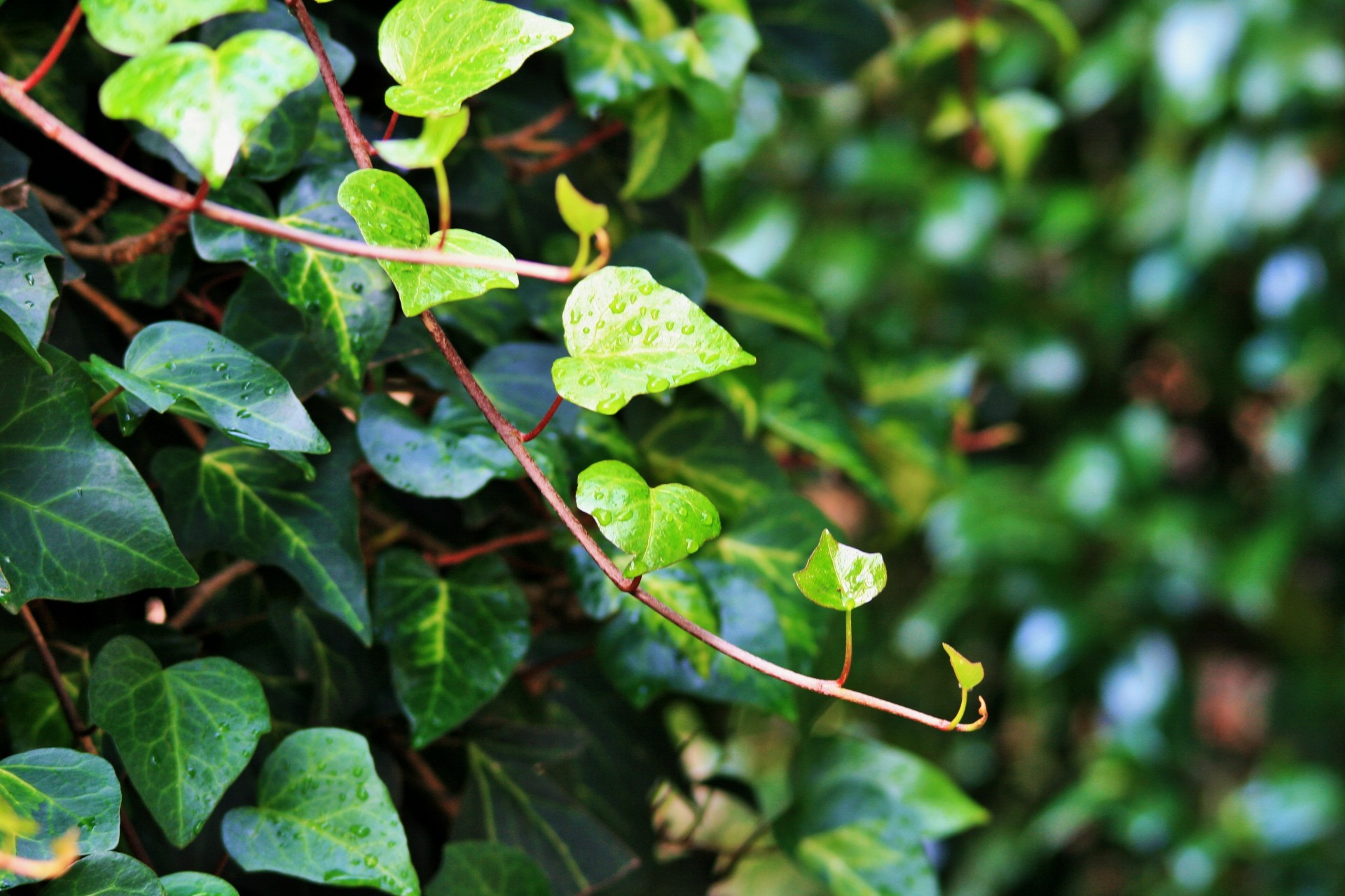 Bėgikas,  Ivy Creeper,  Lapai,  Žalias,  Lietaus Lašai,  Ivy Bėgikas Su Lietaus Lašais, Nemokamos Nuotraukos,  Nemokama Licenzija