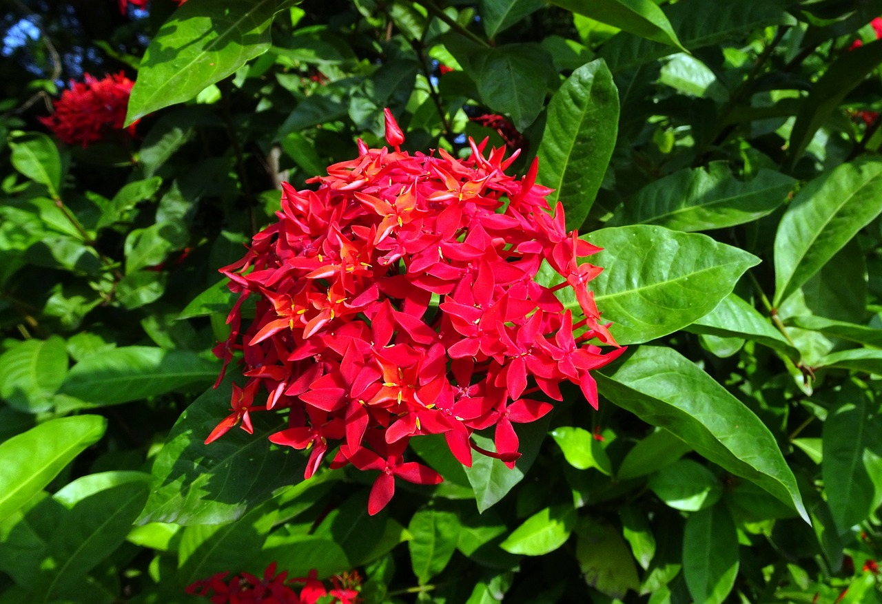 Ixora, Džiunglių Geranija, Rugmini, Vedchi, Ranganas, Cheti, Ixora Kokcinea, Rubiaceae, Žiedas, Botanika