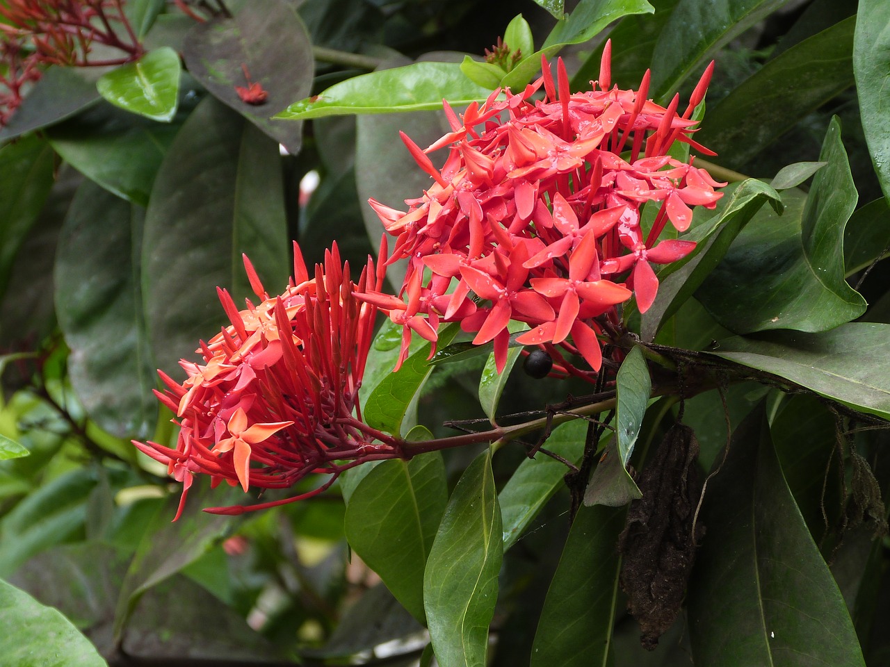 Ixora, Raudona Gėlė, Gėlė, Raudona, Martinique, Egzotiškas, Sala, Tropinės Gėlės, Augalas, Gamta