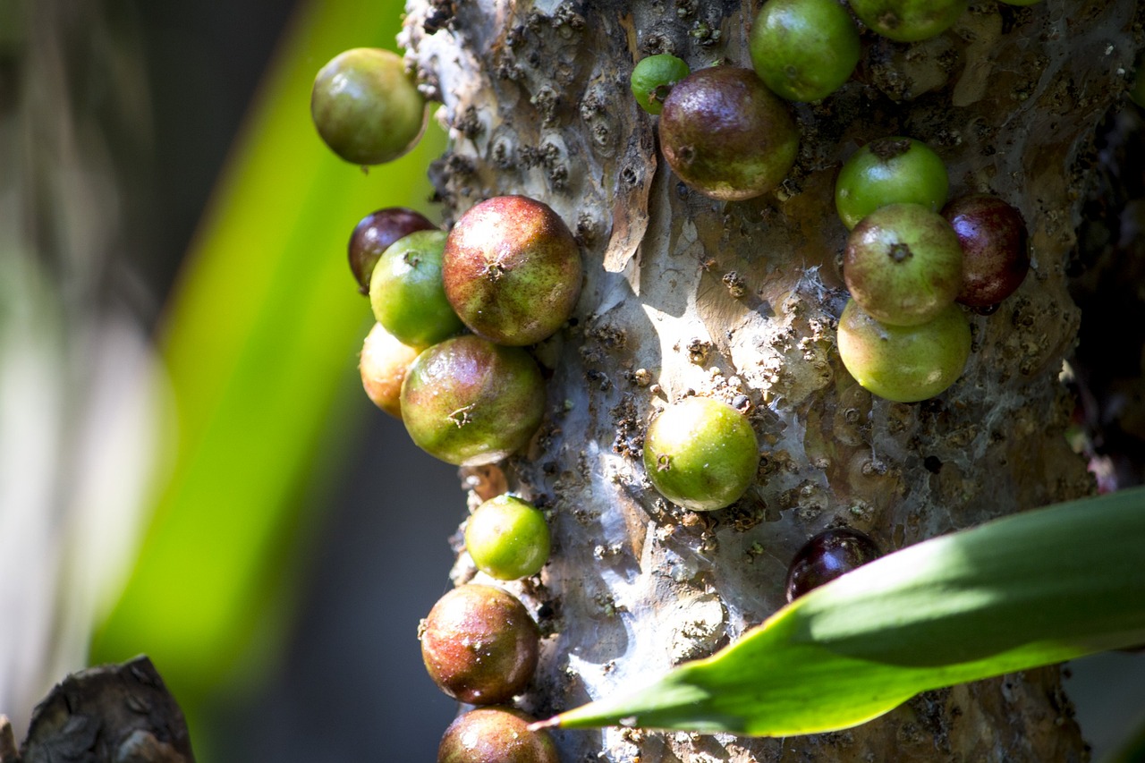 Jabuticaba, Gamta, Grožis, Sodas, Pavasaris, Gražus, Gėlė, Augalas, Botanika, Apdaila