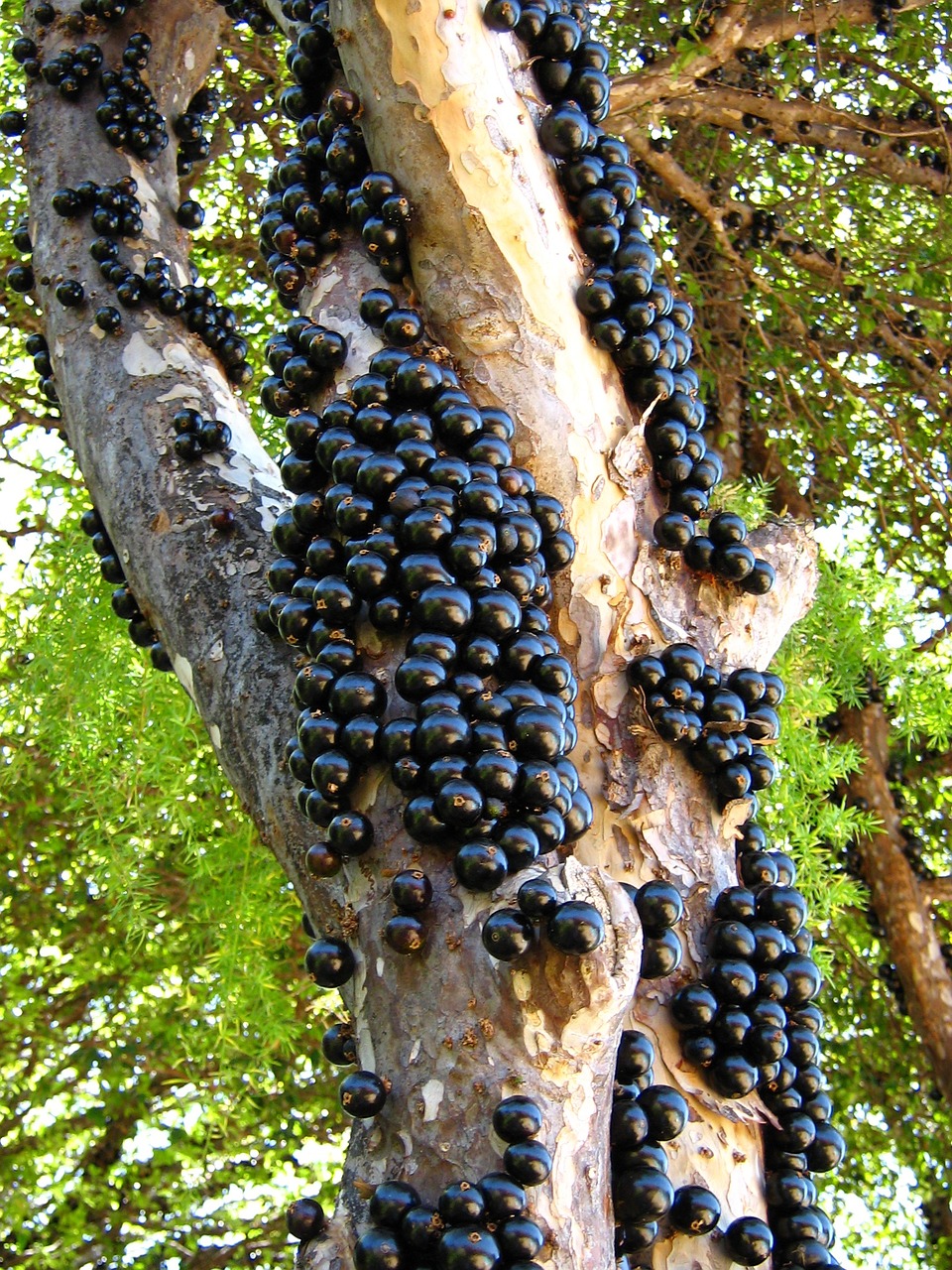 Jabuticaba, Vaisiai, Medis, Bagažinė, Gamta, Galinis Kiemas, Augalai, Nemokamos Nuotraukos,  Nemokama Licenzija