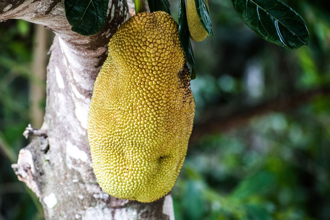 Jaca, Vaisiai, Cerrado, Artocarpus, Heterophyllus, Nemokamos Nuotraukos,  Nemokama Licenzija