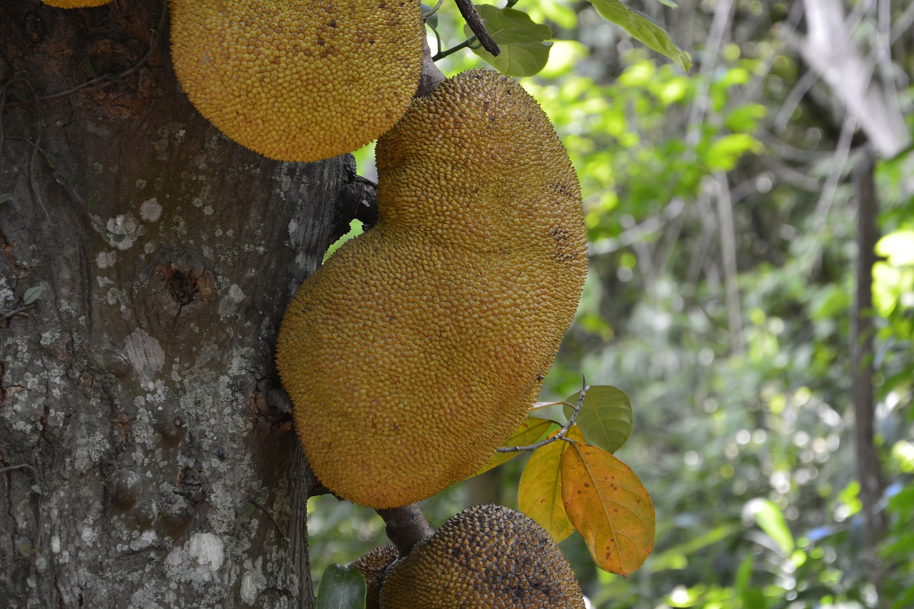 Jaca, Artocarpus Heterophyllus, Vaisiai, Prigimtis, Žalias, Nemokamos Nuotraukos,  Nemokama Licenzija