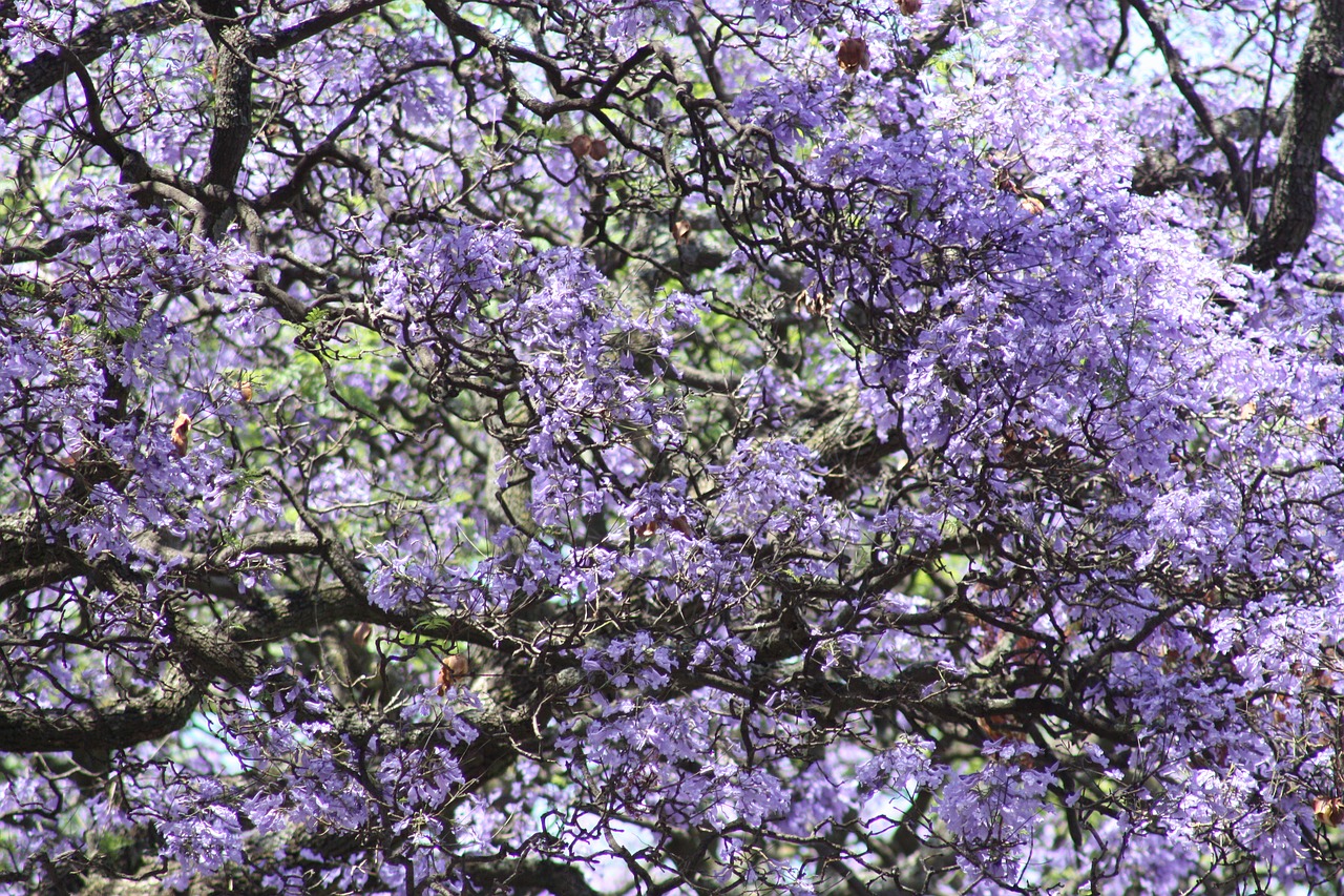 Jacaranda, Medžiai, Gamta, Augalas, Dangus, Nemokamos Nuotraukos,  Nemokama Licenzija