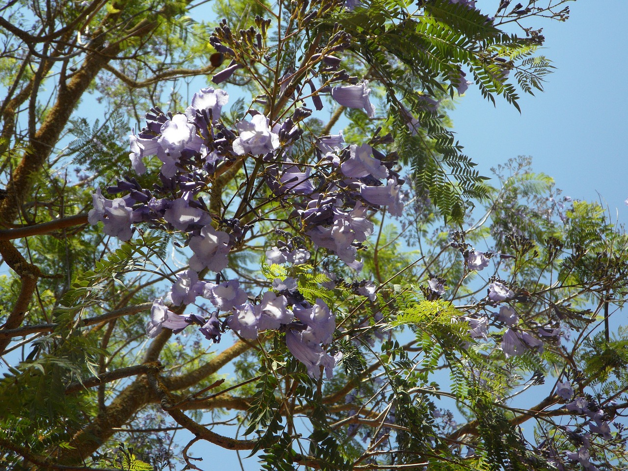 Jacaranda, Medis, Žiedas, Žydėti, Žiedas, Žydėti, Gėlės, Egzotiškas, Šlovės, Lengvai