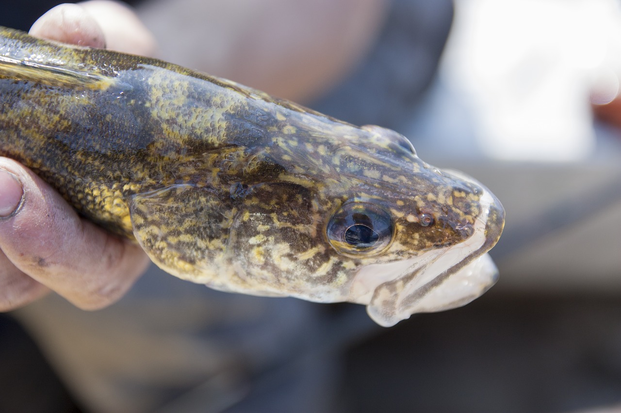 Lizdas Žuvis,  Lydeka,  Žvejybos,  Kanada,  Sugauti,  Žuvis, Nemokamos Nuotraukos,  Nemokama Licenzija