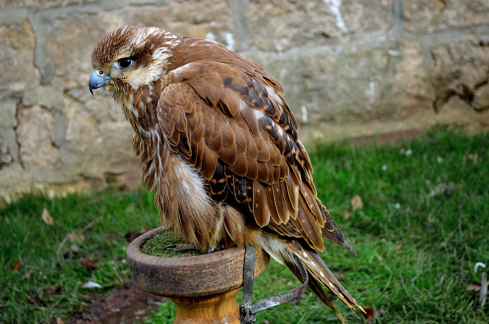 Vanagas,  Raptoras,  Paukštis,  Gyvūnas,  Medžiotojas,  Makro,  Snapas,  Plunksnos,  Ruda,  Jack Harris Hawk